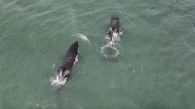 Nice White Sharks Scared From Their Habitat through Simply 2 Predators