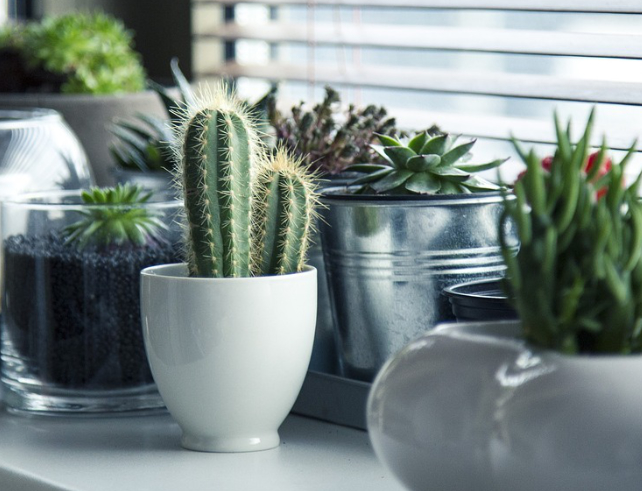 potted plants on a shelf