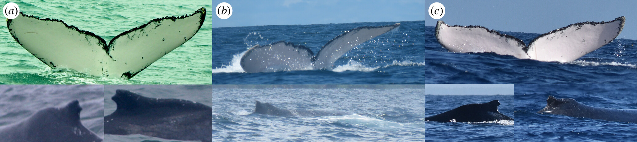 pictures of the same whales' tail and fins in different locations, shown in a 2x3 grid