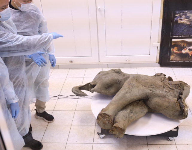 baby mammoth on display at North-Eastern Federal University