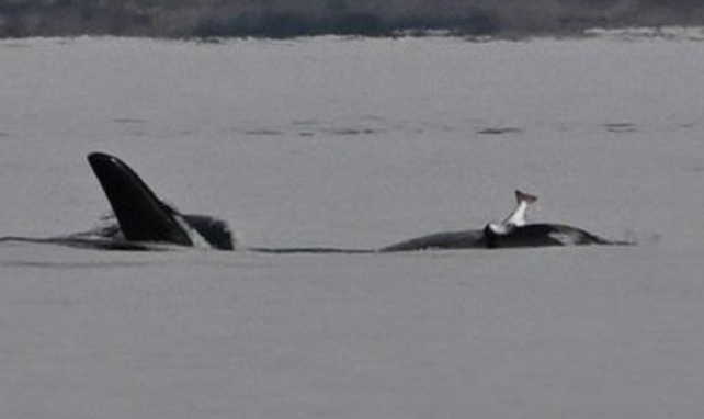 orca with a fish on its head