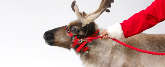 reindeer held by red bridle