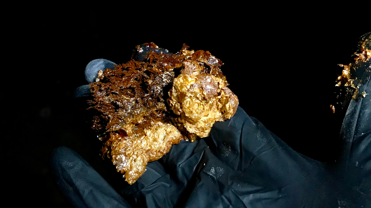  a human hand in a black rubber glove on a black background holds a gold-coloured chunk that has a fibrous-looking brown texture on the upper surface.