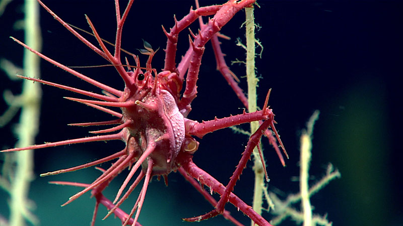 Adorable Baby Crab Stuns The World With Its Spiky Charm : ScienceAlert