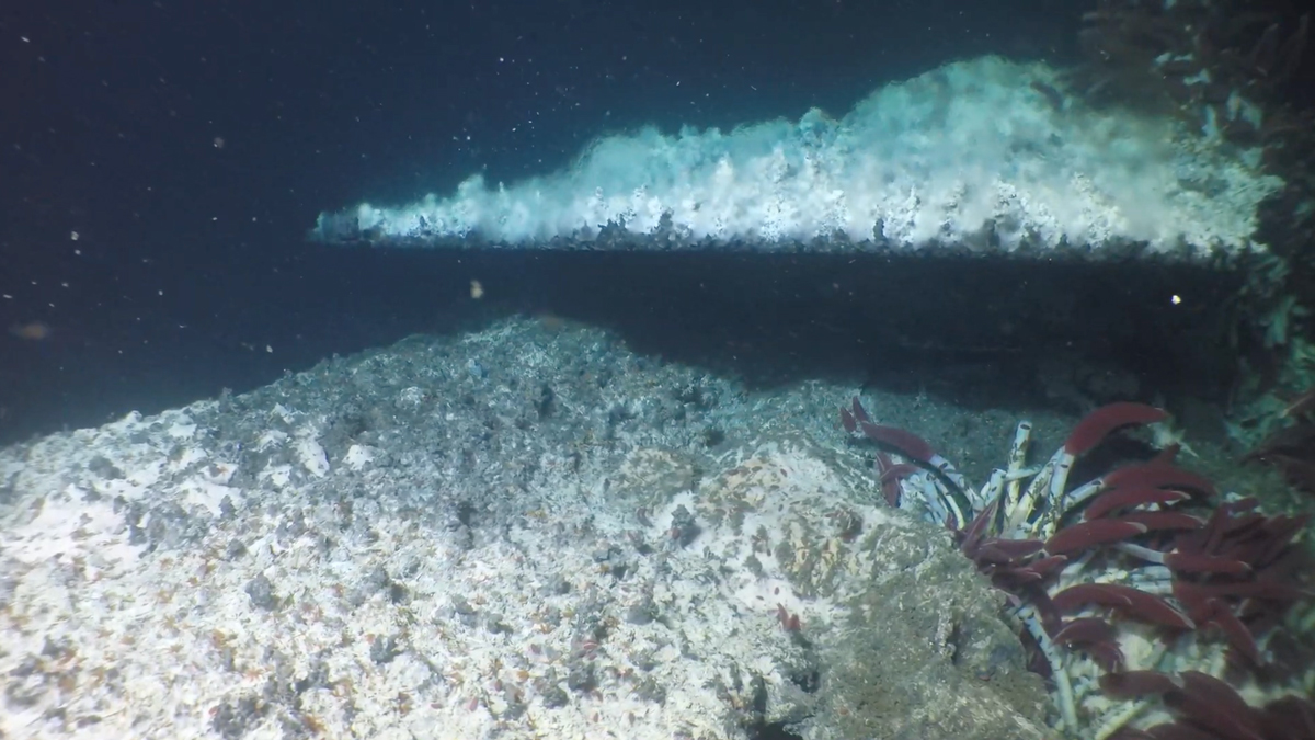 a photo of a rocky outcrop in the deep ocean, with a cloud of turbulent bubbly water stretching horizontally above it. a cluster of red tube worms are on the right side of the image.