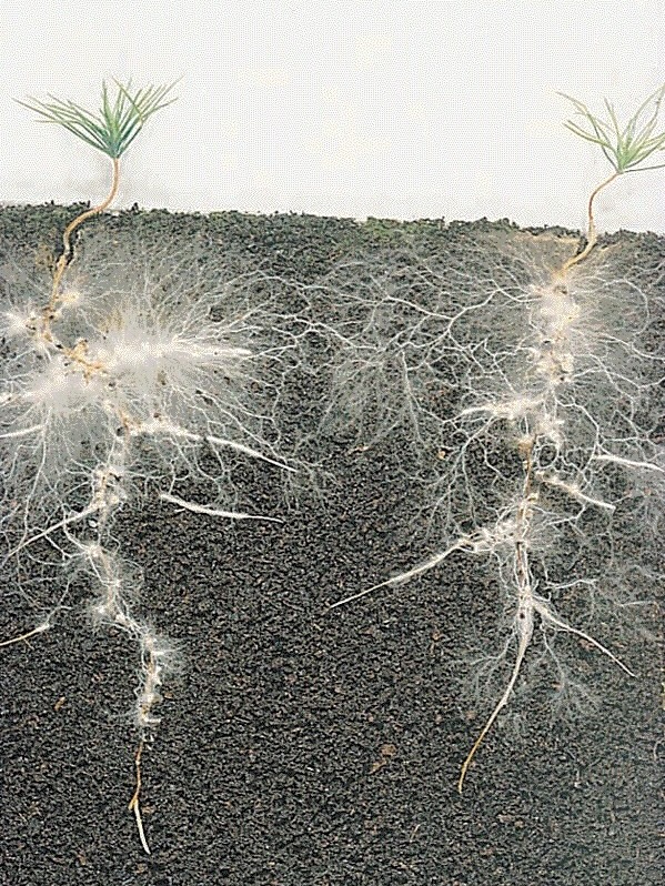 a cross-section photo of two conifer seedlings in soil. you can see their roots are colonised by fuzzy white fungi, connecting the two plants below the soil.