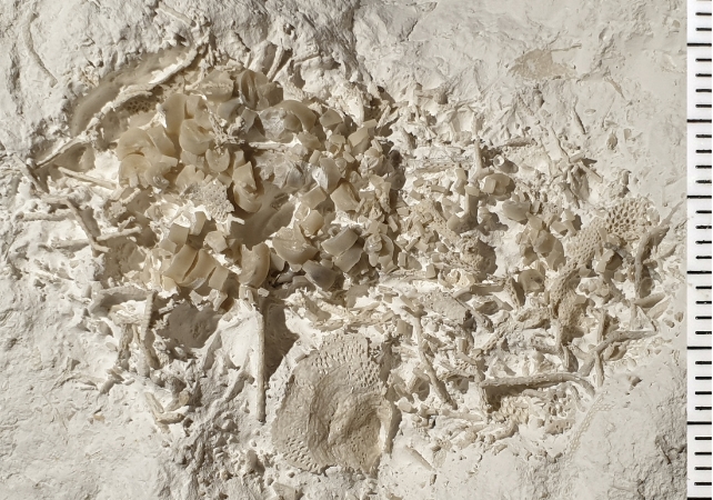 66-Million-Year-Old Fossilized Vomit Discovery ' Truly an Unusual Find'