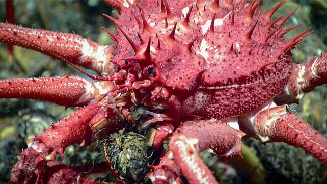 Close up of large red spikey crab with small beady black eyes