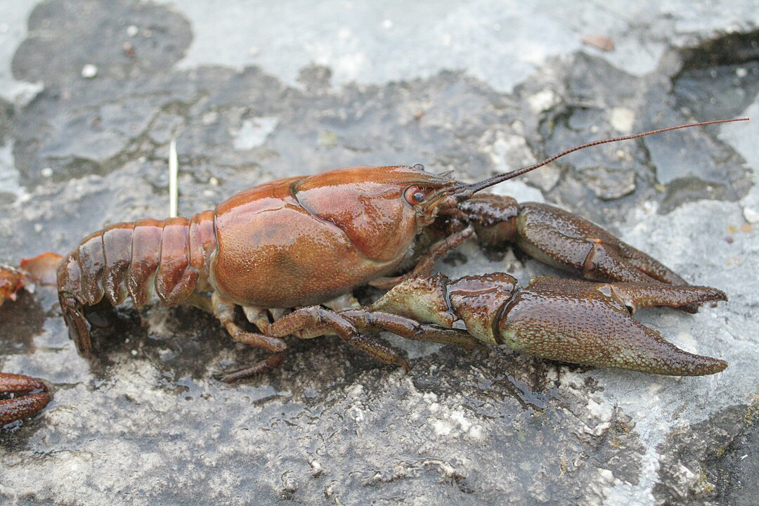 brownish crayfish on a wet rock