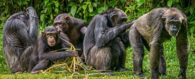 Peeing Appears to Be Contagious in Humanity's Closest Relatives