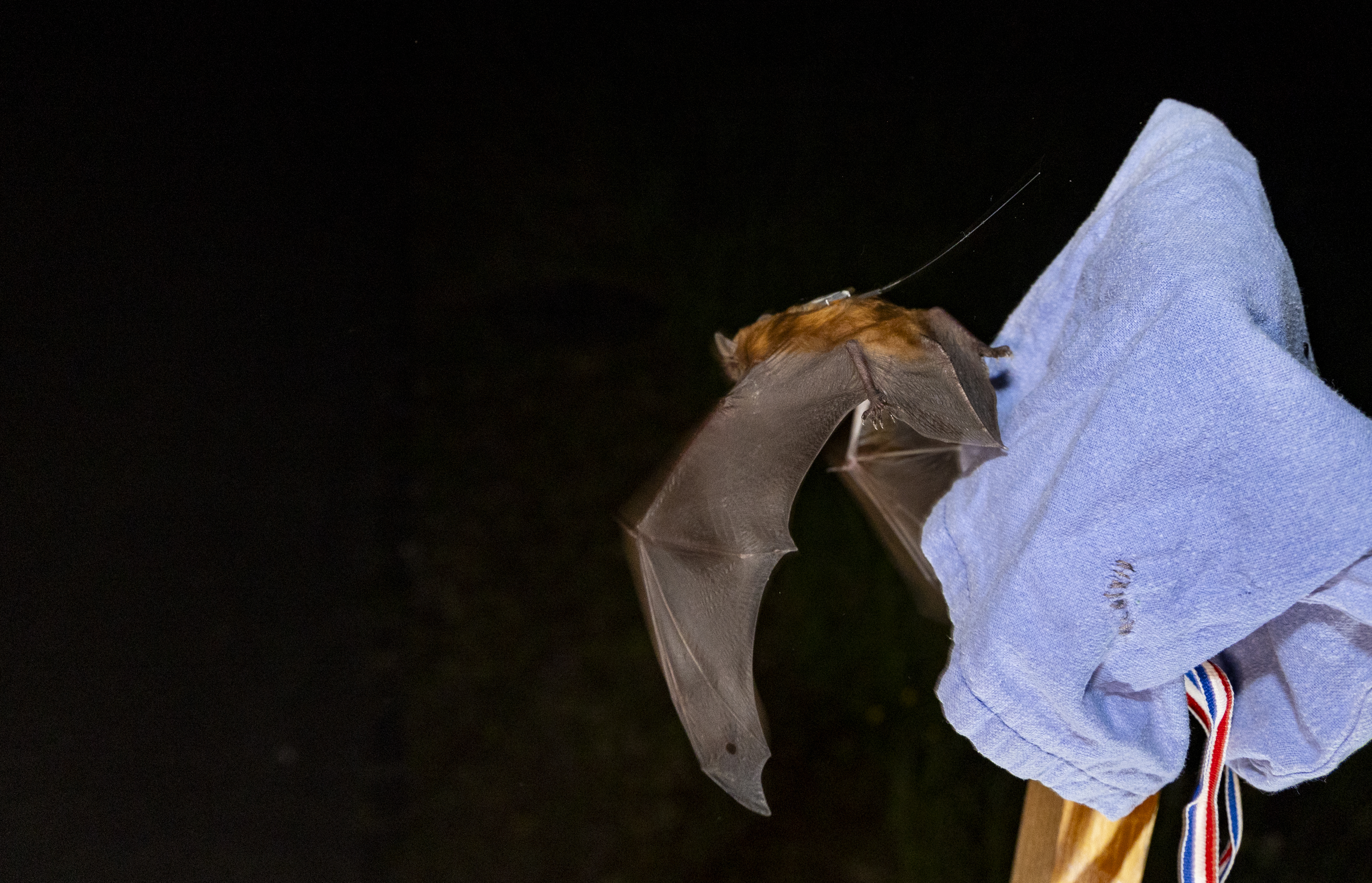 Hurricane-Browsing Bats Noticed The usage of The Climate to Duvet Astonishing Distances