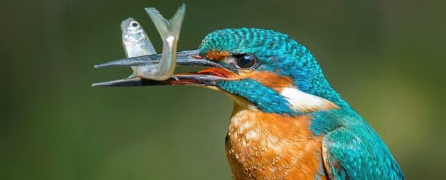 Blue common kingfisher holding a silver minnow in its beak