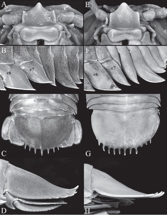 Comparison between features of two species of isopods