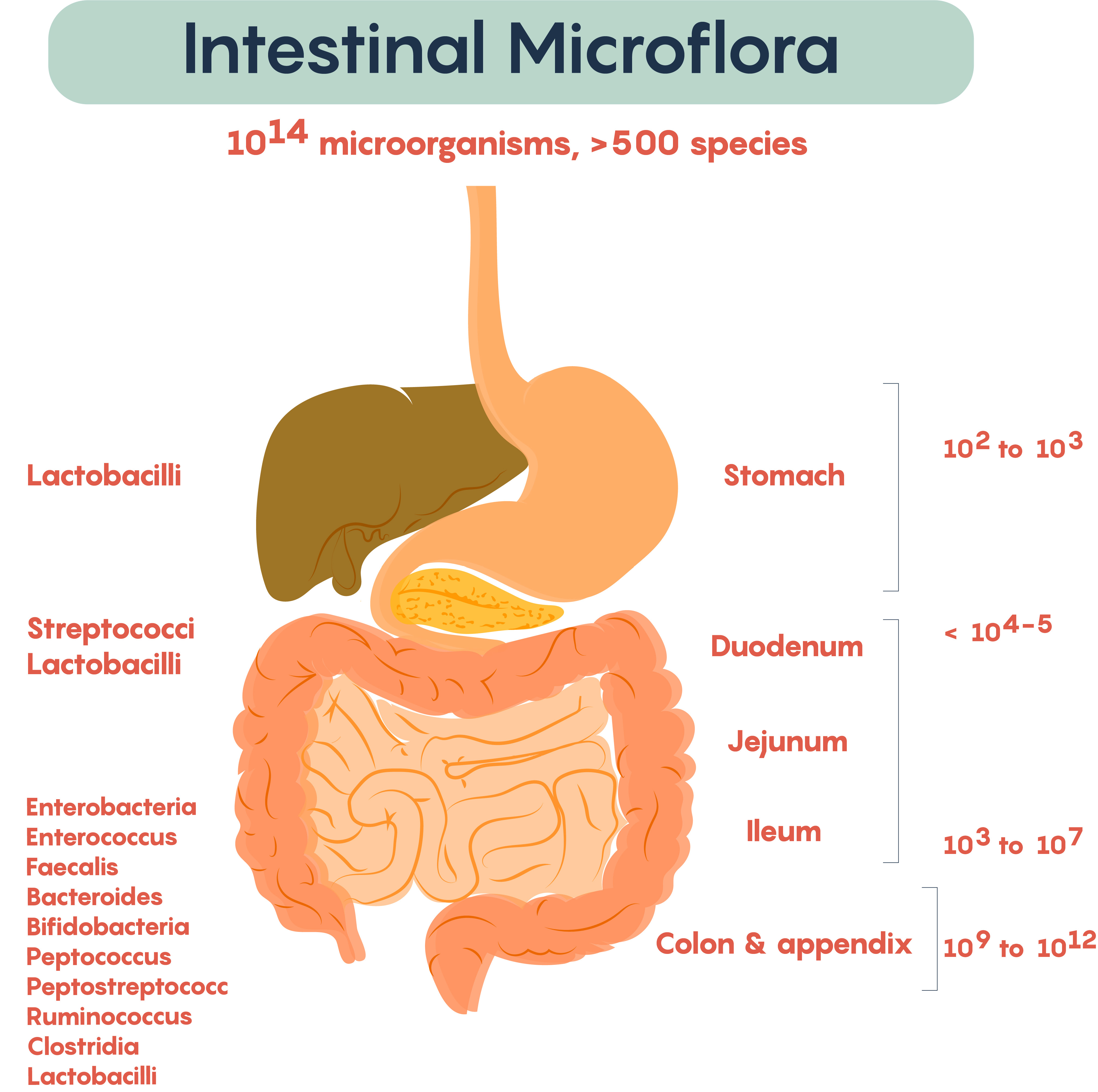 Composition and distribution of intestinal microflora