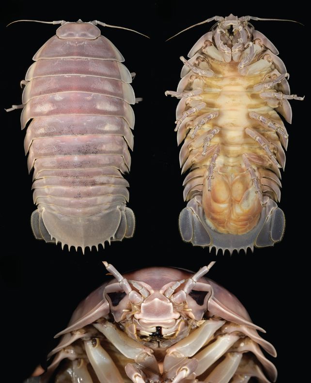 Species of Deep Sea Bug The Size of a Small Dog Named For Star Wars ...