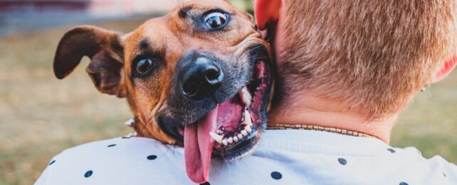 Dogs 'Catch' Your Stress Levels, And These Environments Matter Most