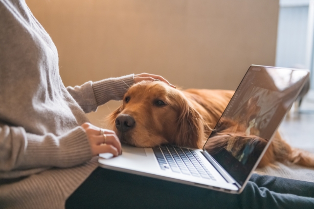 A dog resting its face on an open laptop