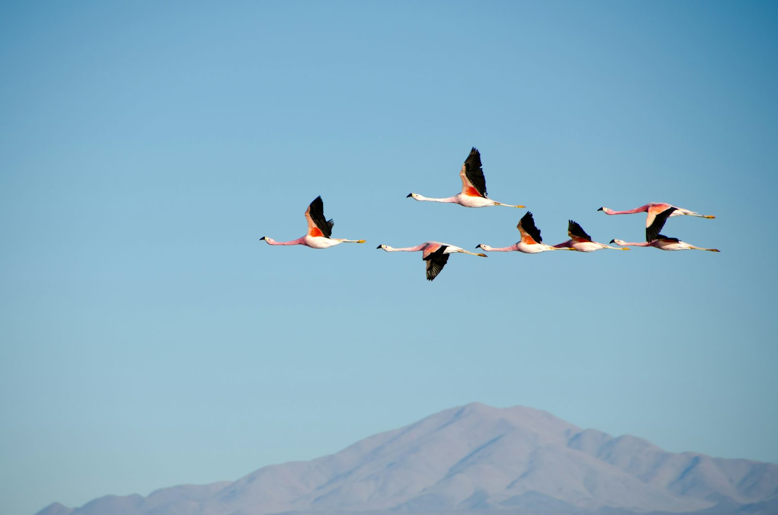 Flamingoes flying in a blue sky with a hazy mountain peak in the background