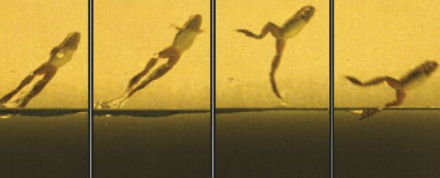 Series of images showing a frog jumping