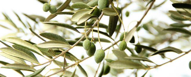 We Know Olive Oil Is Good For Us - Turns Out The Leaves Are Too