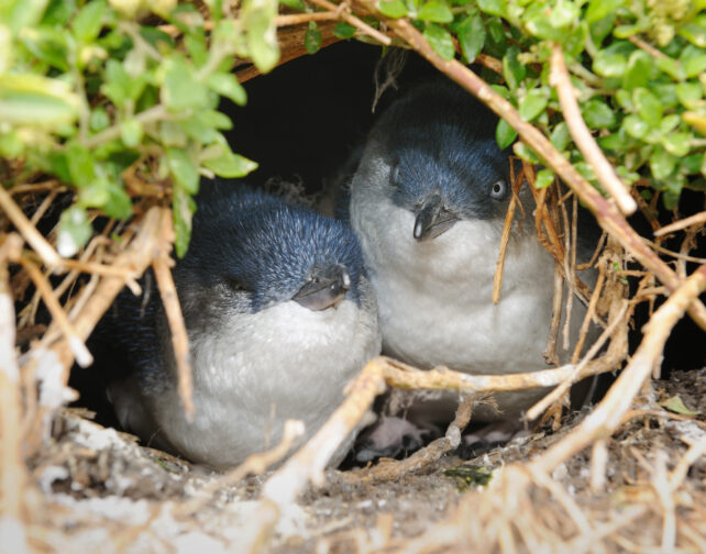 Little Penguins