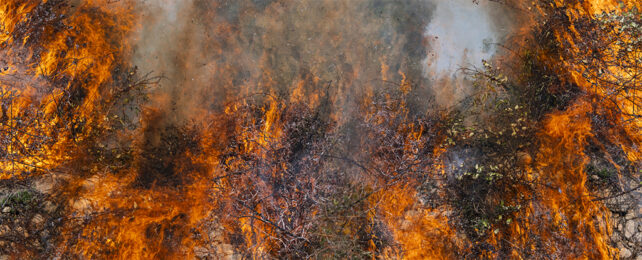 Vivid flames and dense smoke capture a moment of natural devastation.