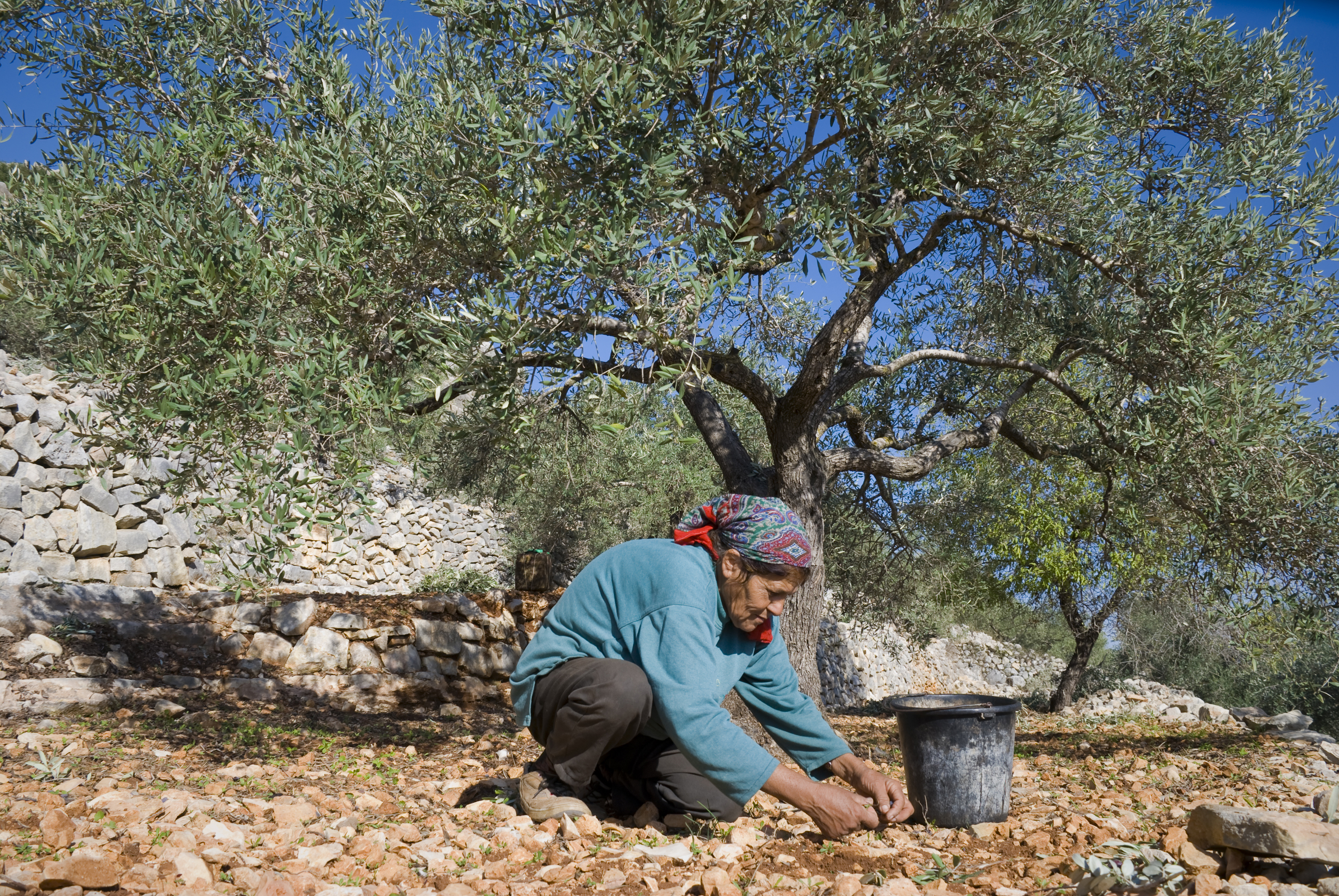 November 11, 2006: A Palestinian woman gathers olives she has knocked out of a tree. Olive trees are an integral part of Palestinian culture, and diet.