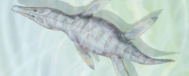 illustration of Monquirasaurus boyacensis, a Cretaceous pliosaur from what is now Colombia