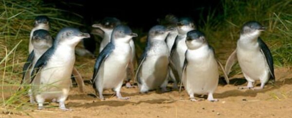 Shock Discovery Reveals Penguins Don't Mate For Life After All ...