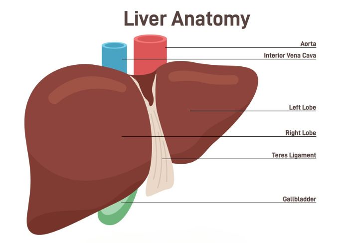 Diagram of basic liver anatomy