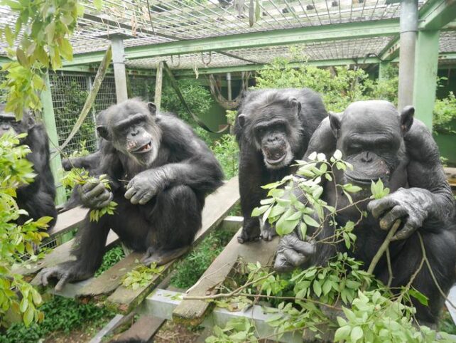 Chimp Enclosure Japan