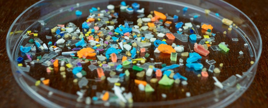 Microplastics Suspected of Causing Health Issues in Fertility, Guts, and Lungs