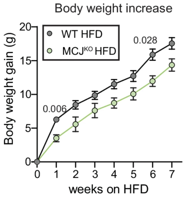 Mouse weight