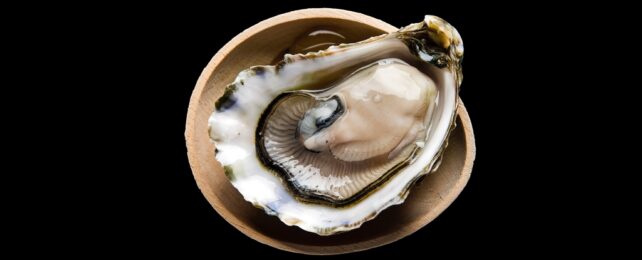 Oyster In Bowl