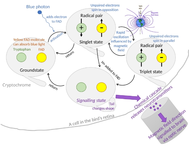 A graphic explaining radical-pairing to detect Earth's magnetic field