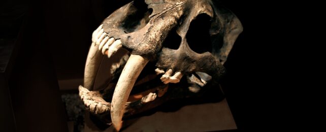 A skull with long sharp teeth