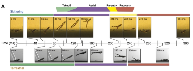 Graphic showing sequences of images of frog jumping