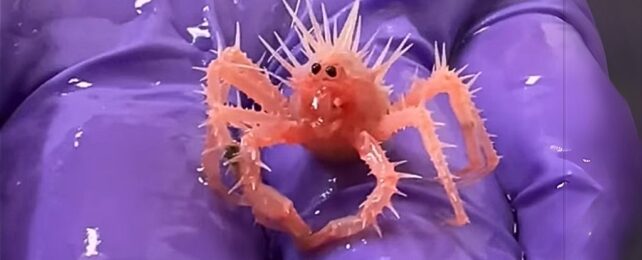 Tiny, finger width-sized, coral pink, pikey blob with crab arms, on purple gloved hand