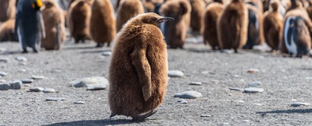 baby penguin