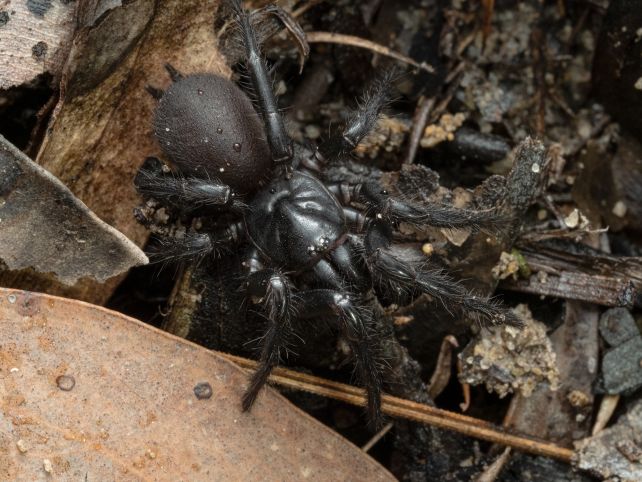 World's Deadliest Spider Has Been Harboring a Horrifying Secret