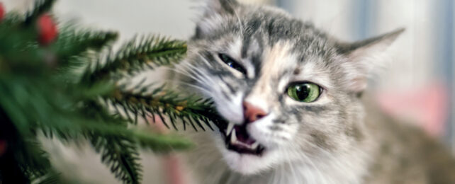 cat chewing on christmas tree leaves