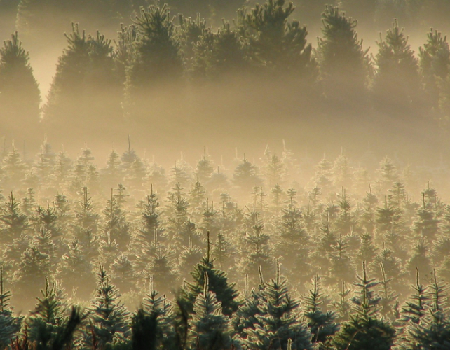 Christmas tree farm