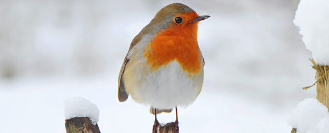 european robin