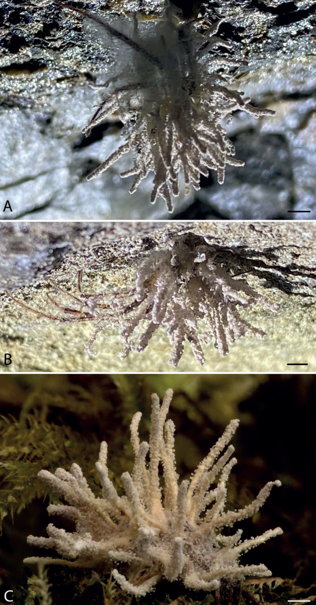 three different pictures of a white-looking coral-shaped fungus clumps, narrow fingers protruding from a central core. a few spidery legs stick out from the center of the fungus, too. each fungus is in a different rocky/mossy looking habitat.