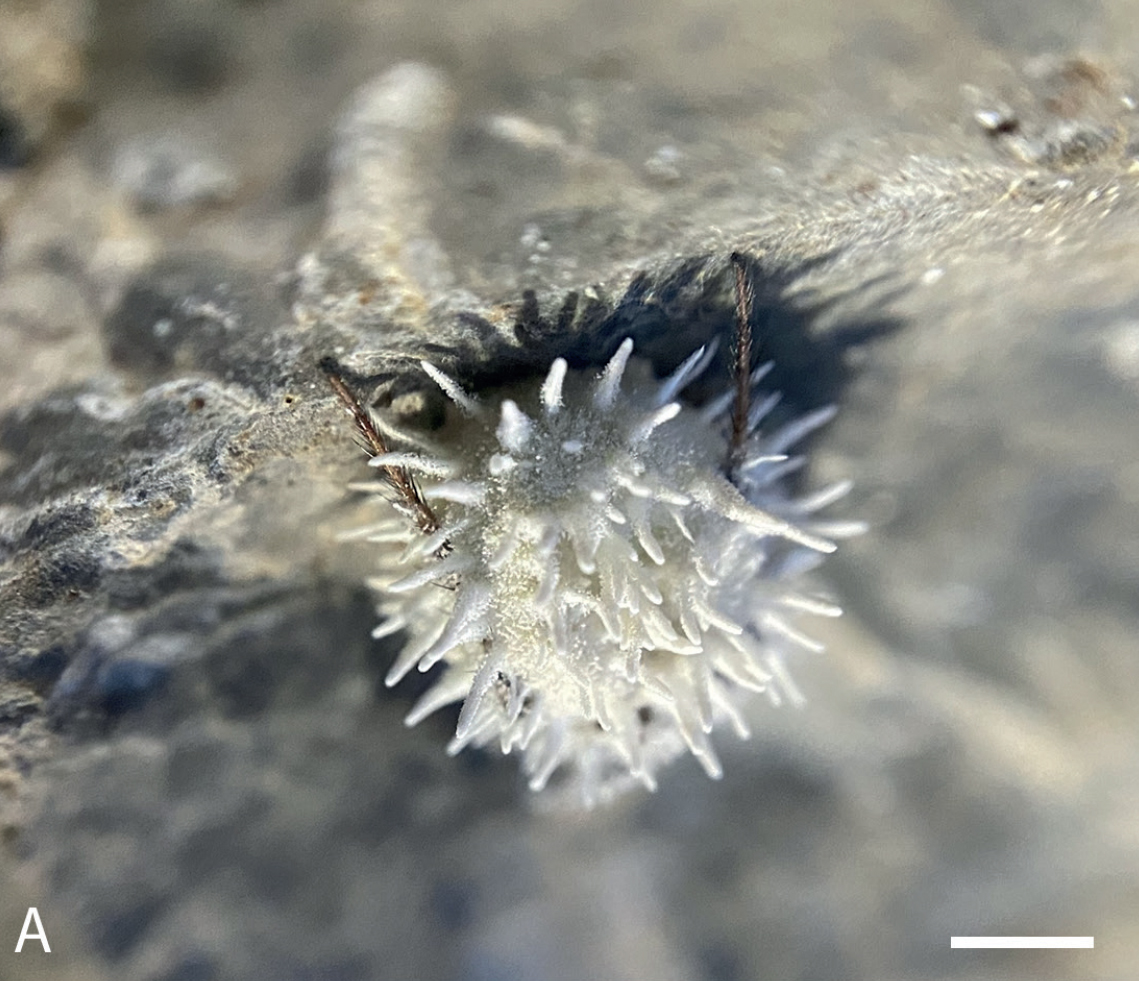 a fuzzy white mass of fungus has lots of white spikes sticking out from it. appears to be attached to a rock. two spider legs are also visible, protruding from within the fungal mass.