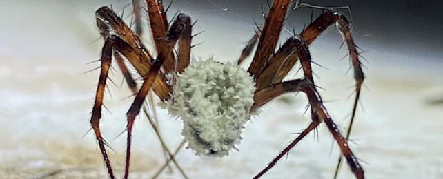 a dead spider stand on a white rocky surface. its legs are long and brown. its body and face is completely obscured by a fuzzy white substance.