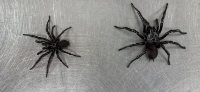 World's Deadliest Spider Has Been Harboring a Horrifying Secret