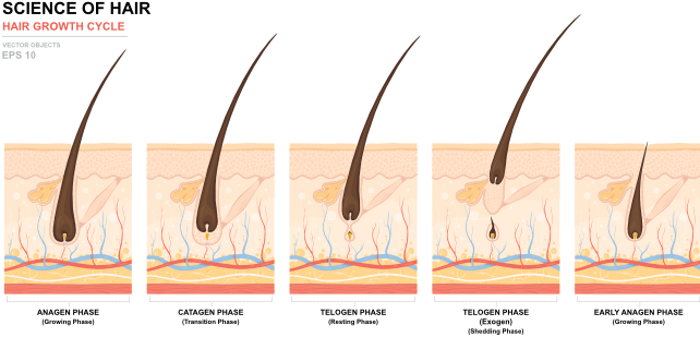 hair growth cycle diagram