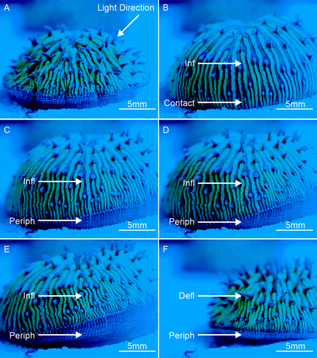 six-panel diagram shows same coral gradually moving toward blue light, with inflation/deflation of peripheral tissue labelled.