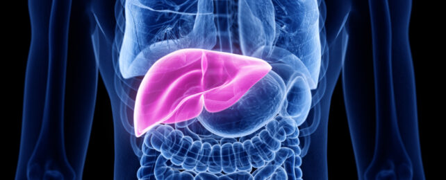 transparent anatomy liver image